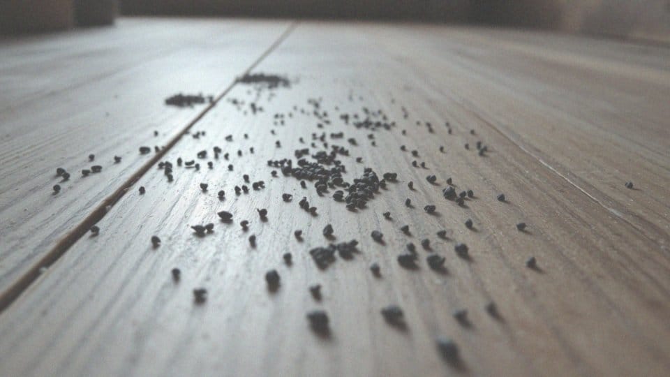 Jak często czarne chrząszcze i kłopotek czarny zostawiają odchody?