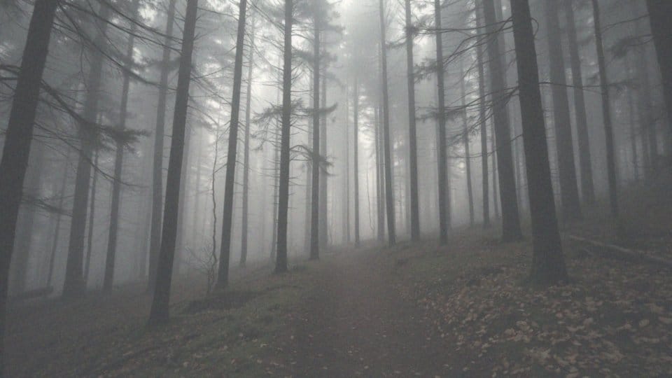 Jak wilk może być przewodnikiem duchowym?