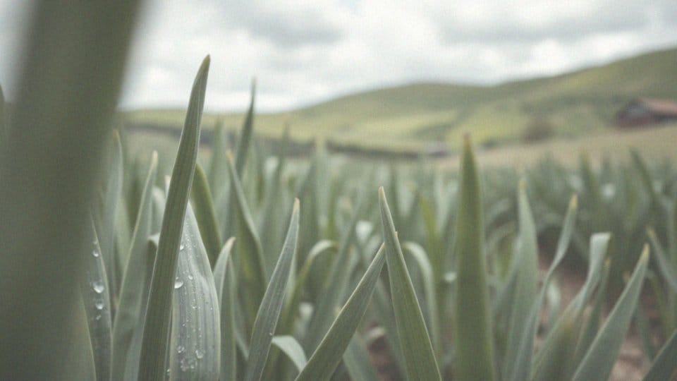 Czym pryskać czosnek na choroby grzybowe? Skuteczne metody ochrony