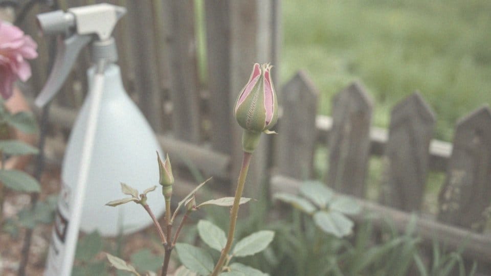 Jaki ocet na mszyce? Skuteczne metody zwalczania szkodników